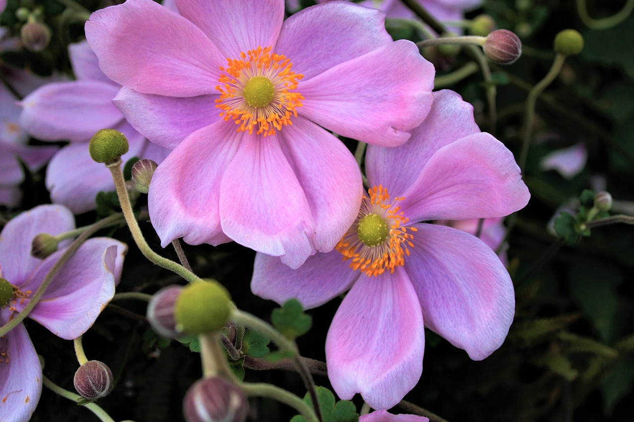 flowers  anemones  plant free photo