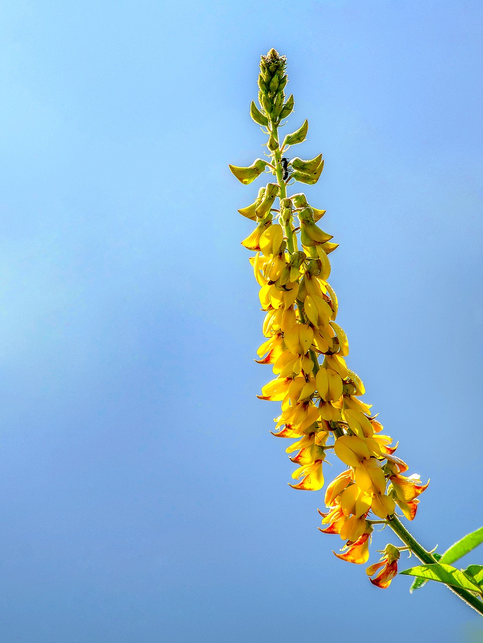 flowers  vietnam  blooming free photo