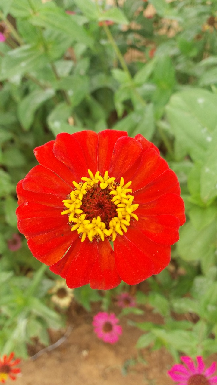 flowers  red  beautiful free photo