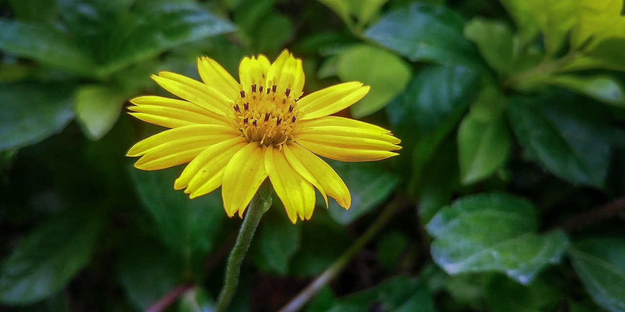 flowers  nature  yellow free photo