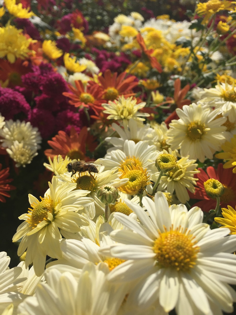 flowers  bee  plants free photo