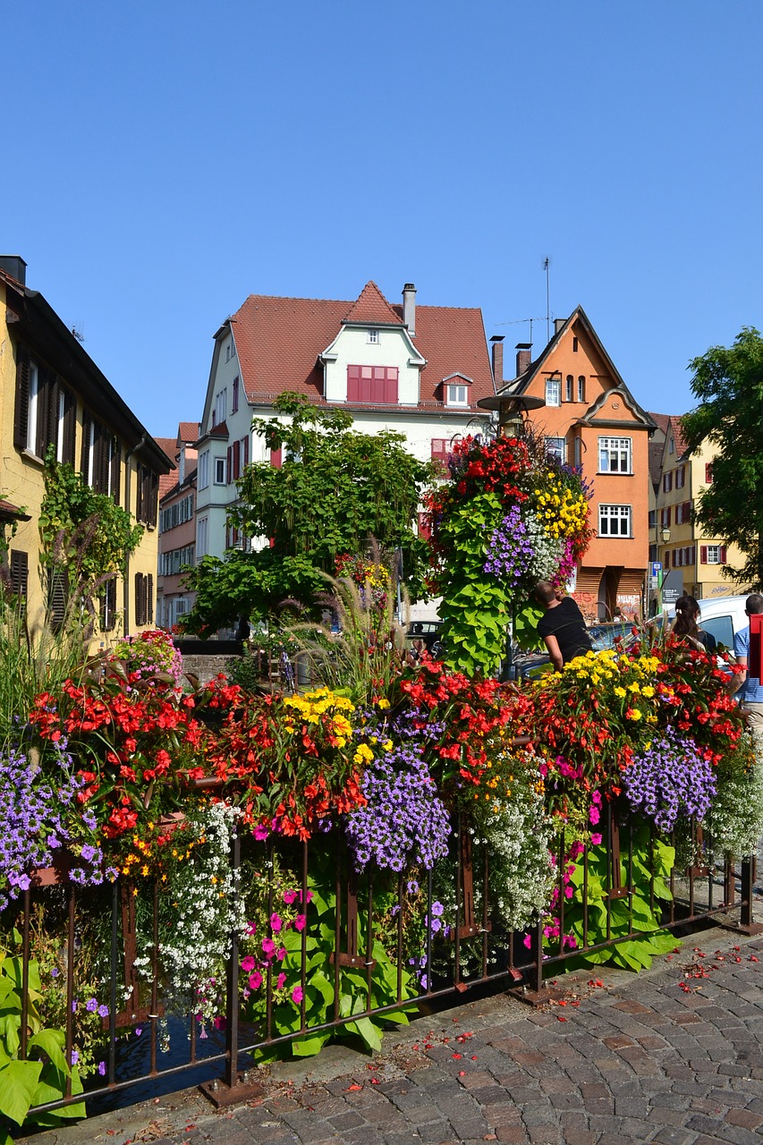 flowers  tübingen  city free photo