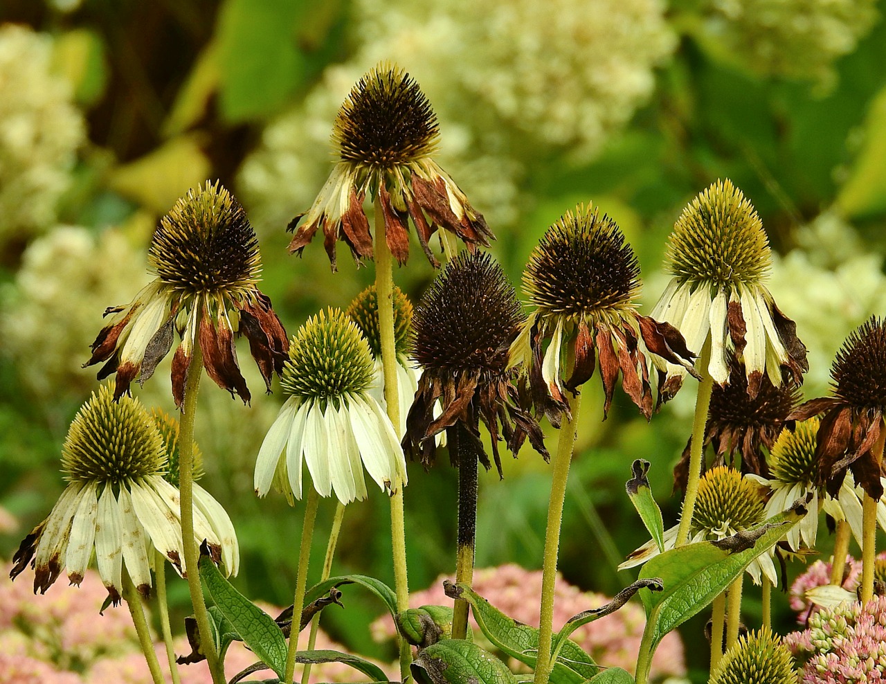 flowers  beauty  summer free photo