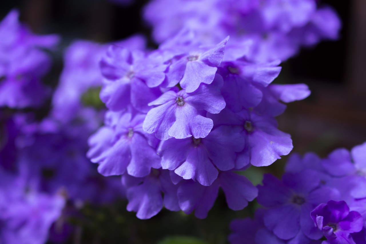flowers  violets  pots free photo