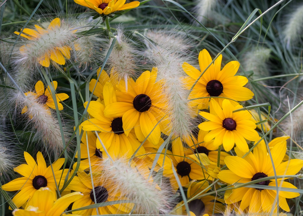 flowers  bright  yellow free photo