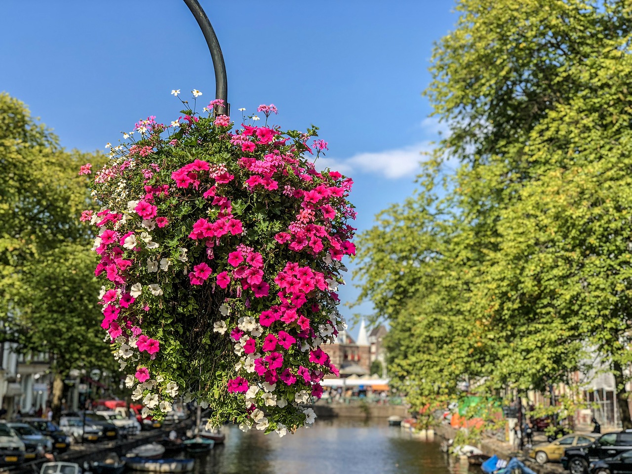 flowers  amsterdam  basket free photo