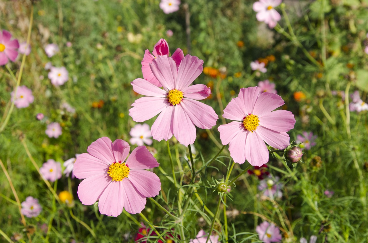 flowers  pink  summer free photo