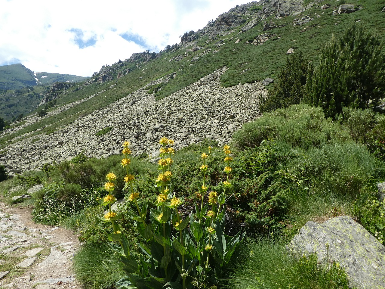 flowers  mountain  landscape free photo