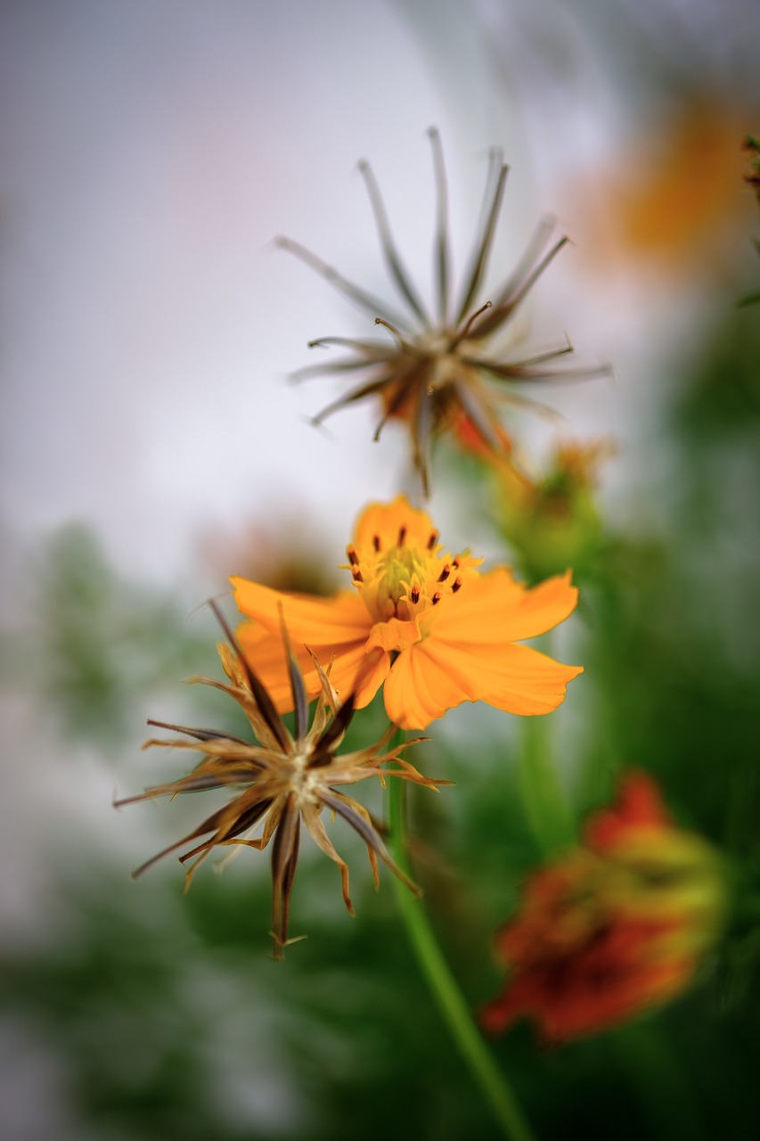 flowers  orange  petals free photo