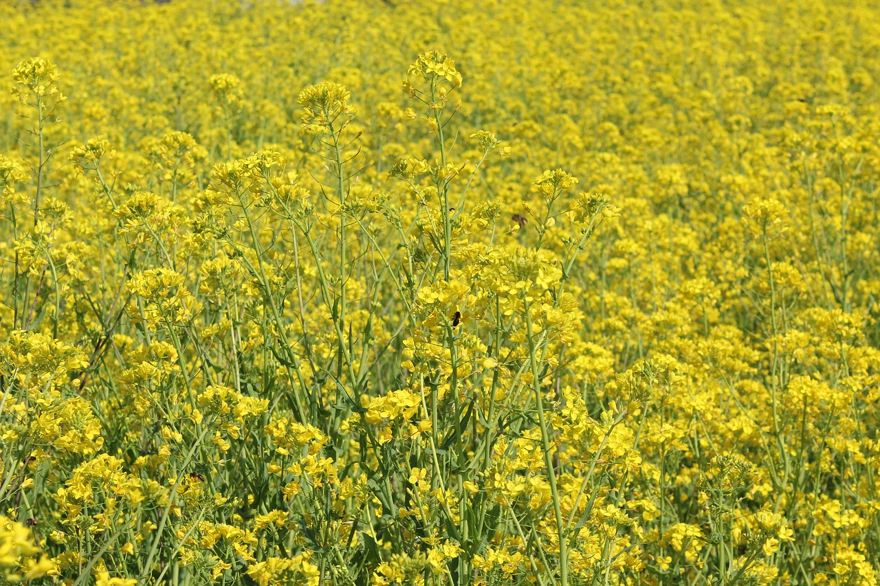 flowers  nature  outdoors free photo