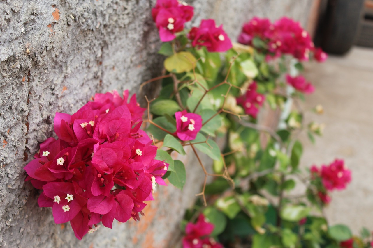 flowers  plant  flower free photo