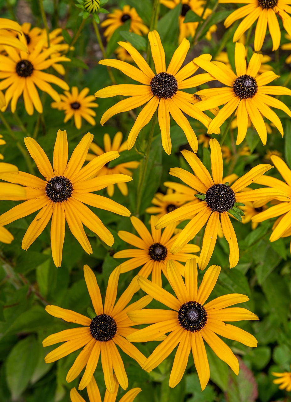 flowers  plant  black eyed free photo