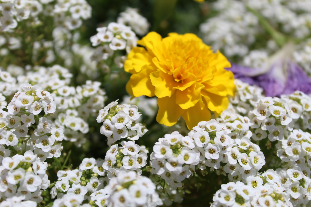 flowers  white  zółte free photo