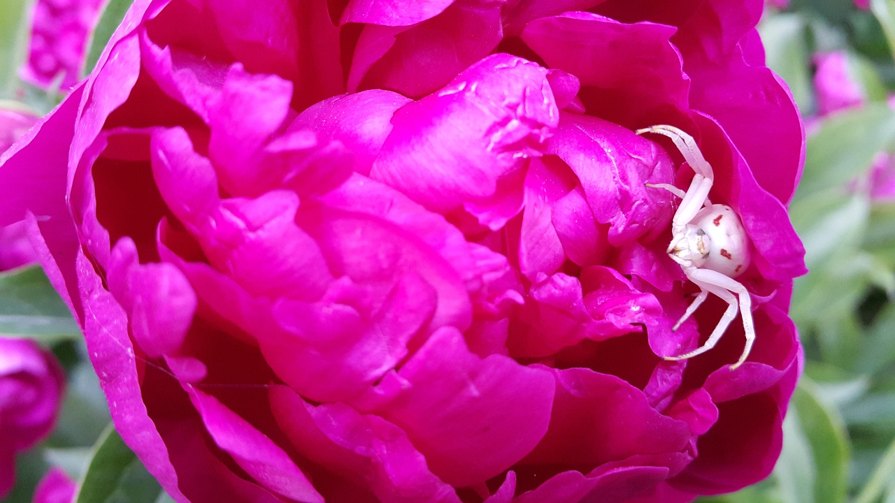 flowers  peony  spring free photo