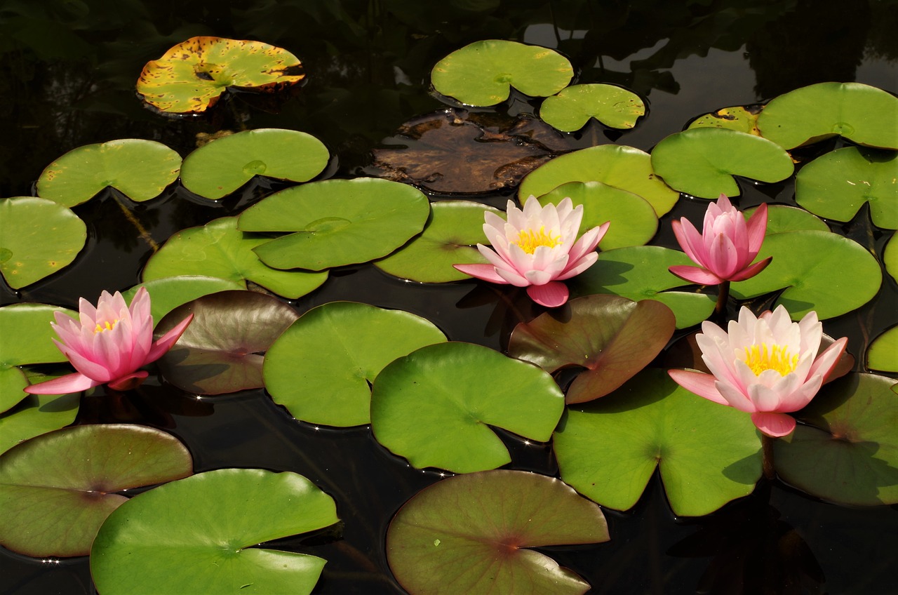 flowers  waterlilies  rosa free photo