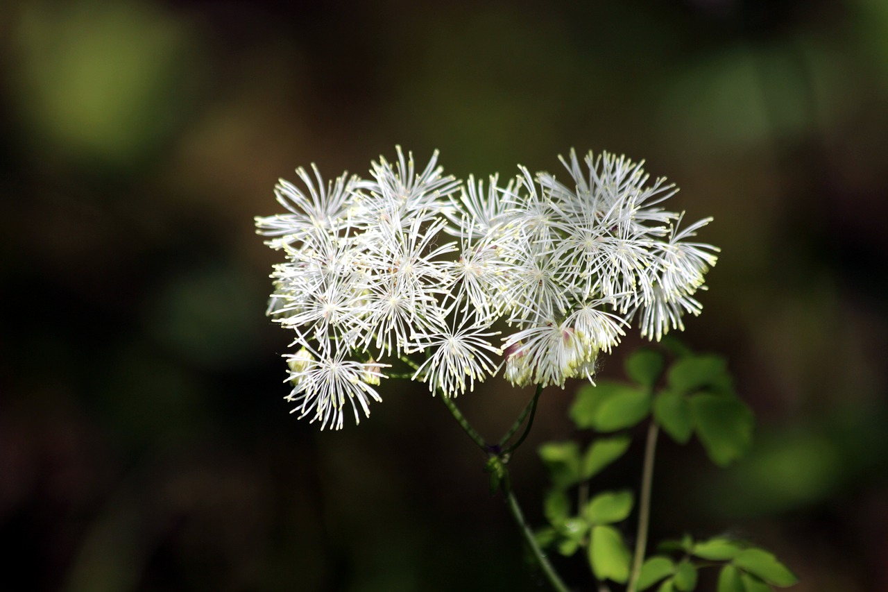 flowers  bloom  grass free photo