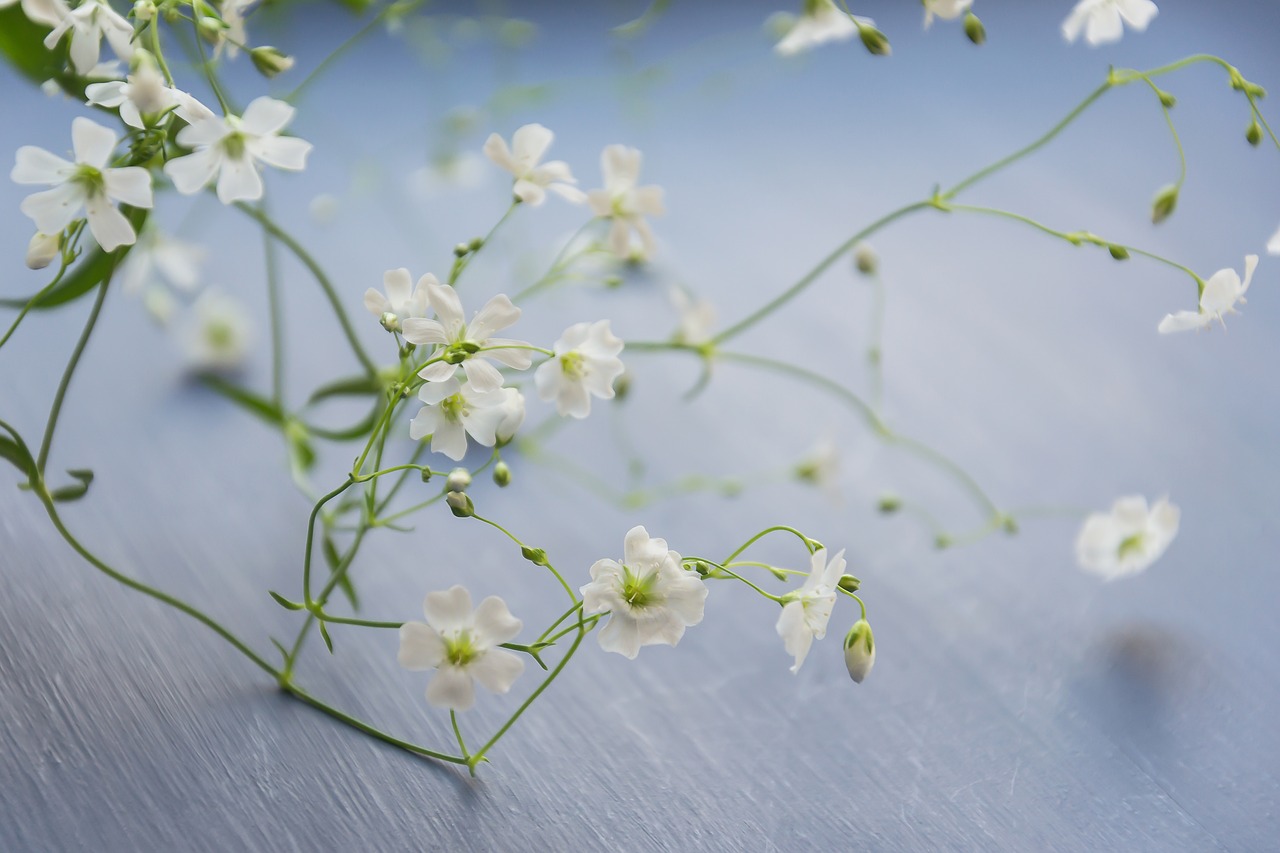 flowers  gypsophila  plant free photo