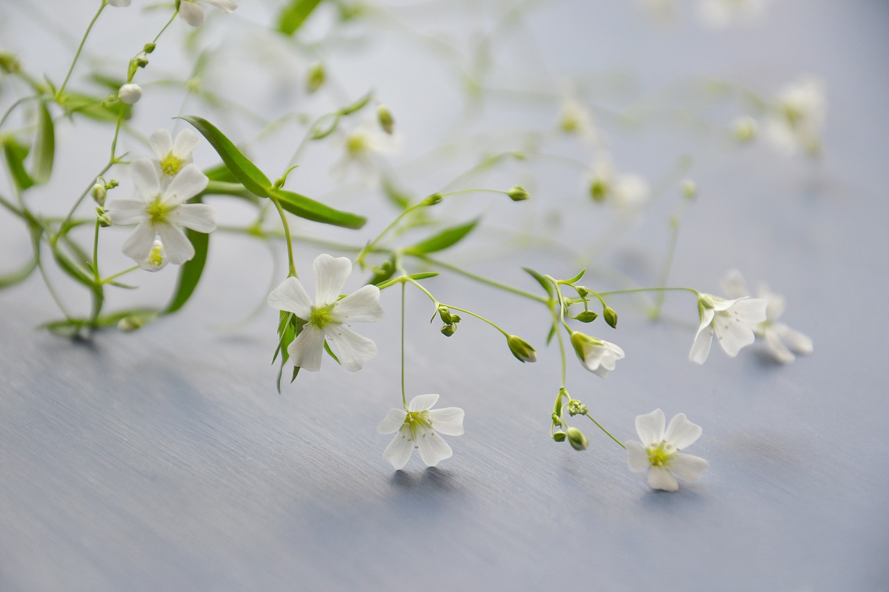 flowers  kachim  plant free photo