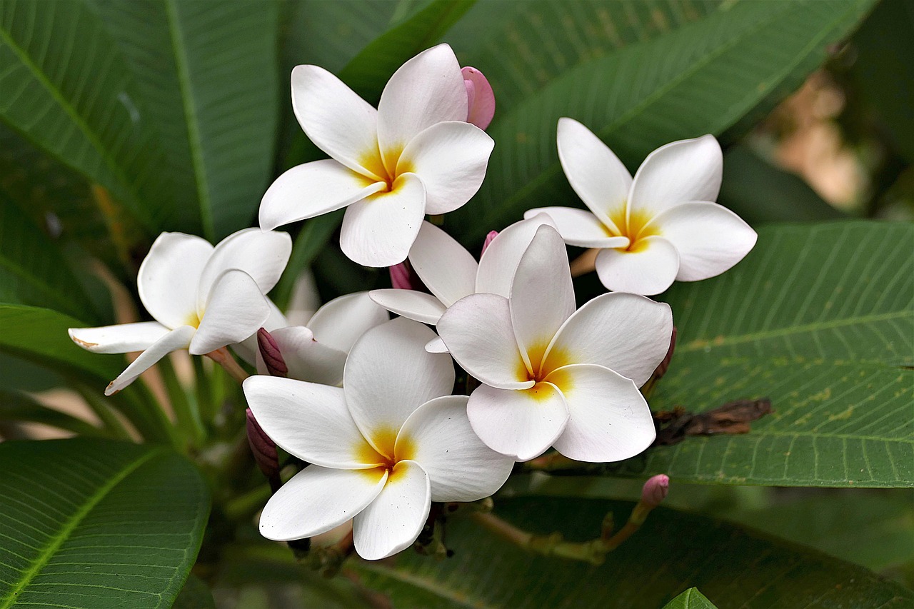 flowers  frangipani  white free photo