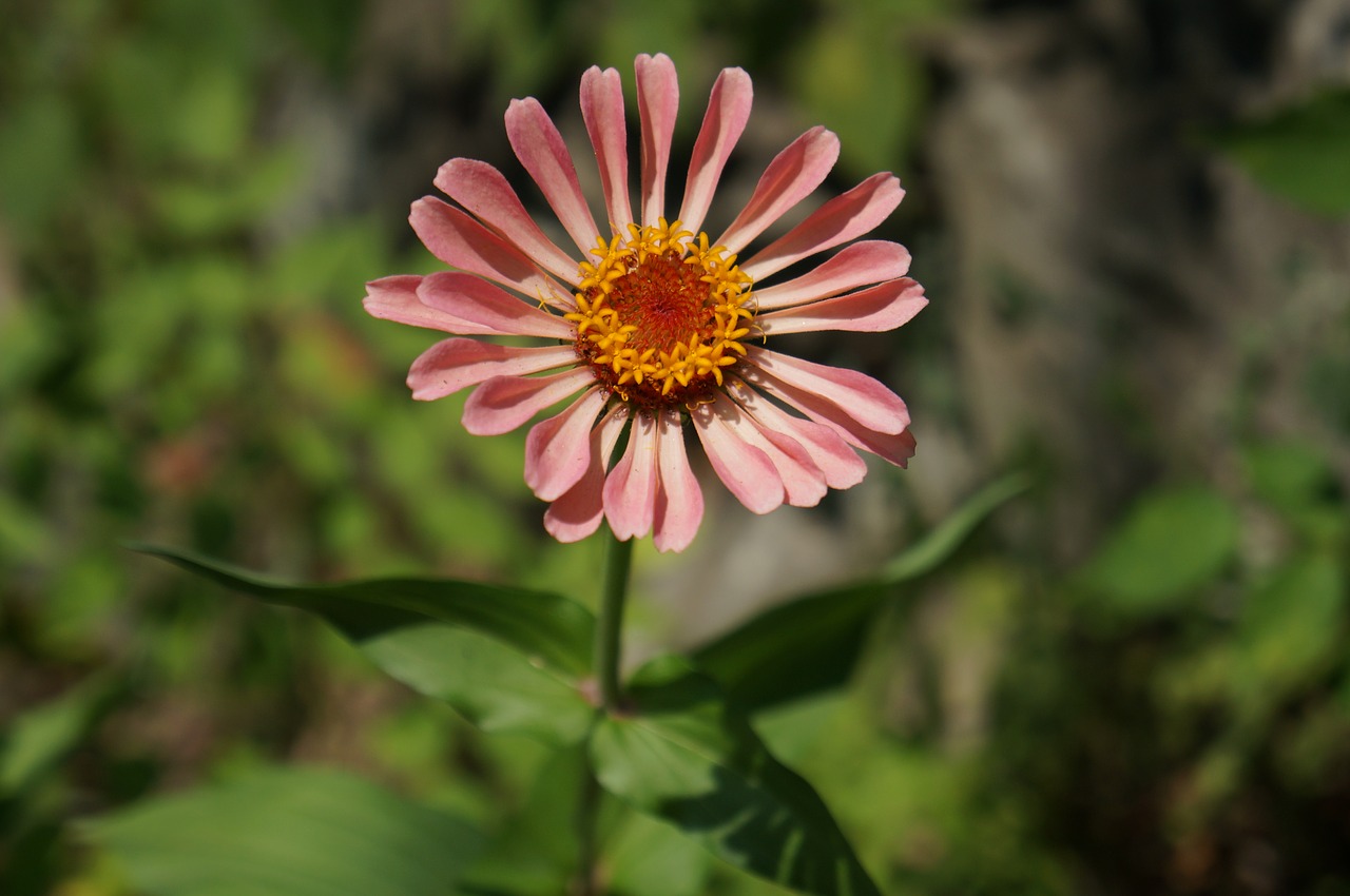 flowers  plants  petal free photo