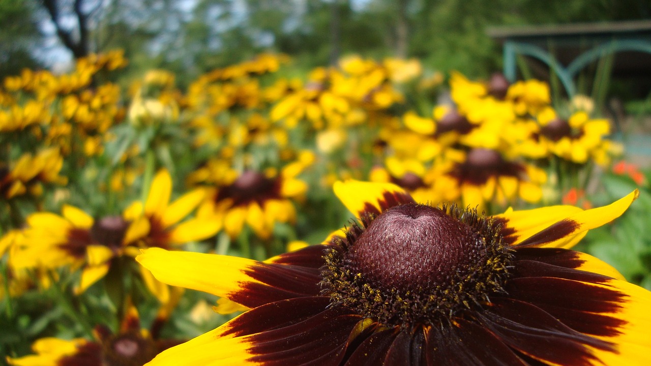 flowers  yellow  nature free photo