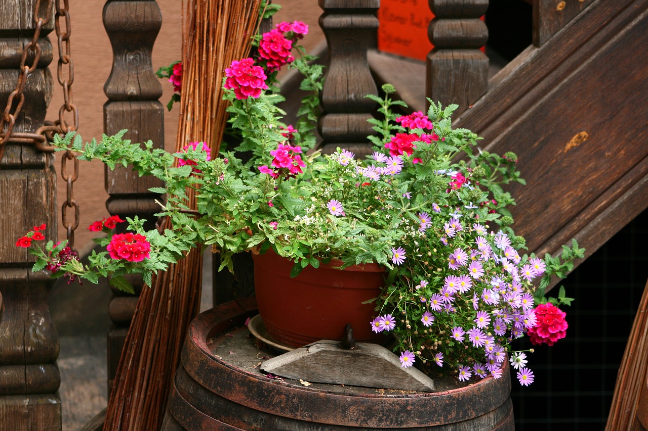 flowers  planters  decoration free photo