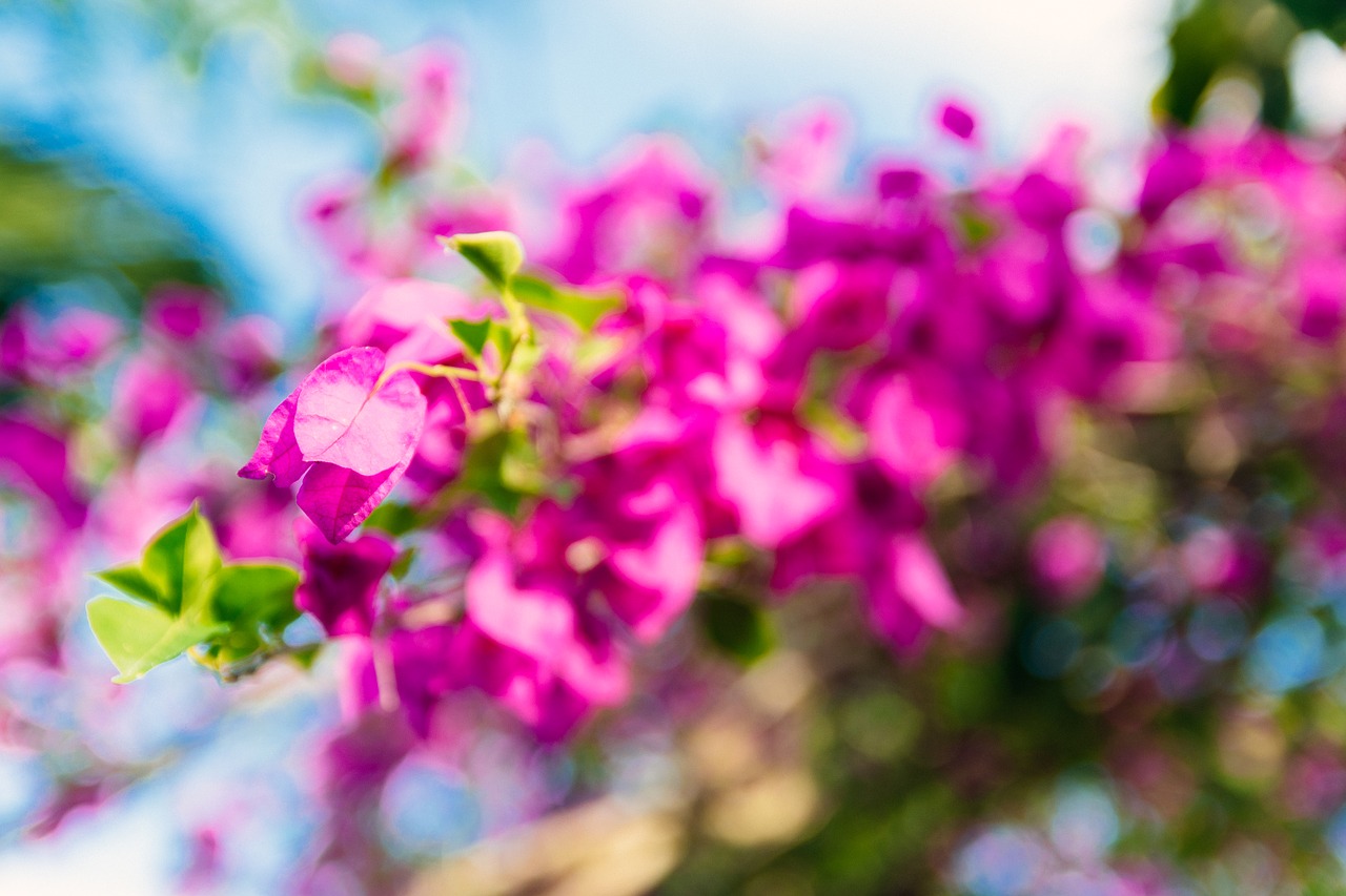 flowers  purple  bougainvillea free photo