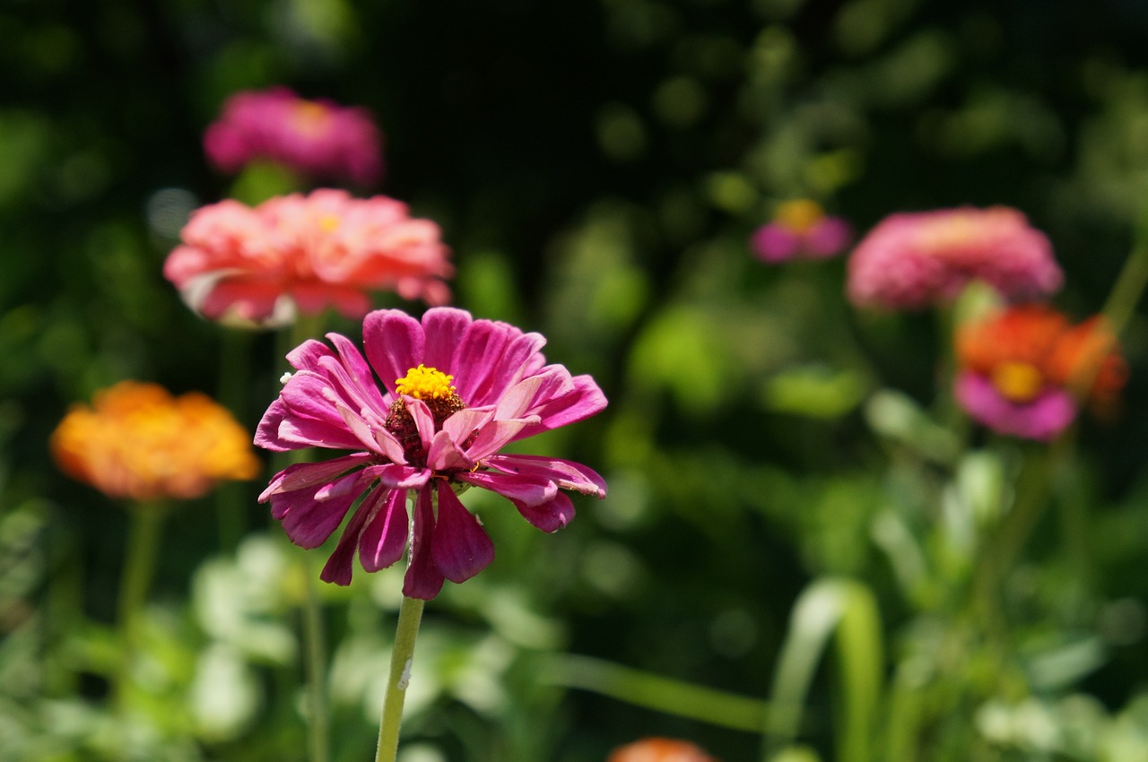 flowers  flower  plants free photo