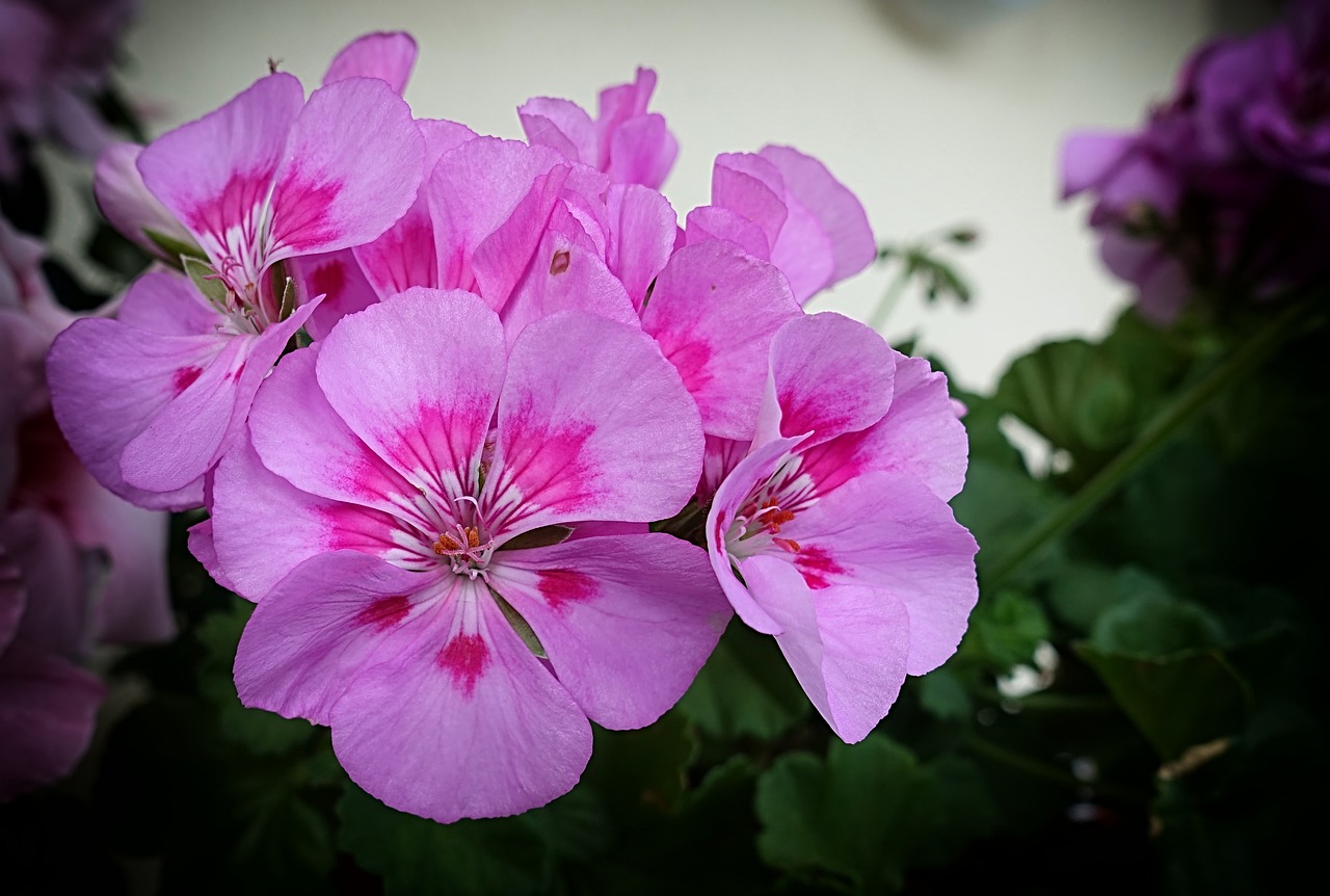 flowers  summer  pink free photo