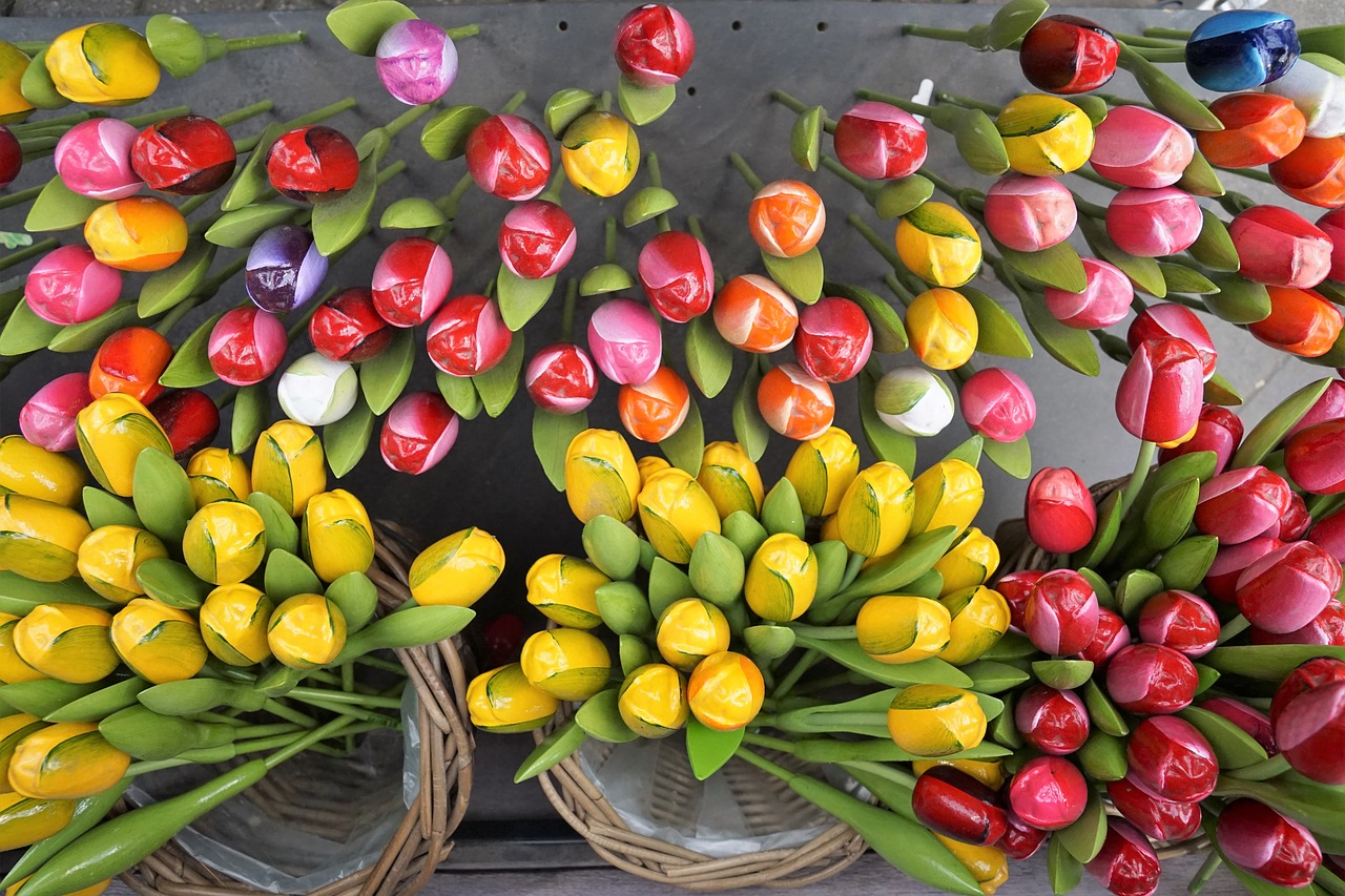 flowers  tulips  holland free photo