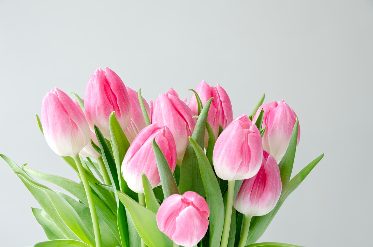 flowers  tulips  bouquet free photo