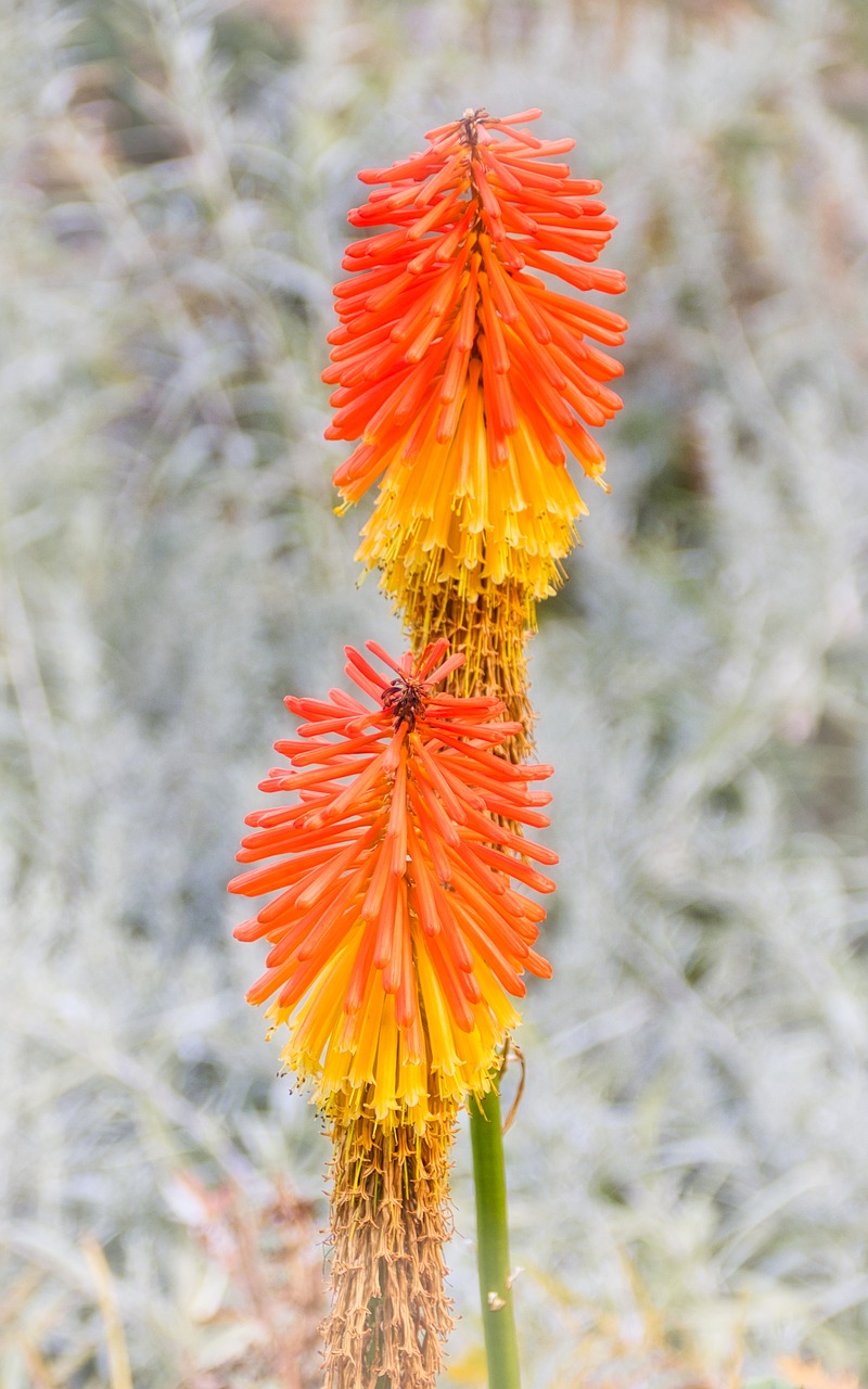 flowers  bright  flower free photo