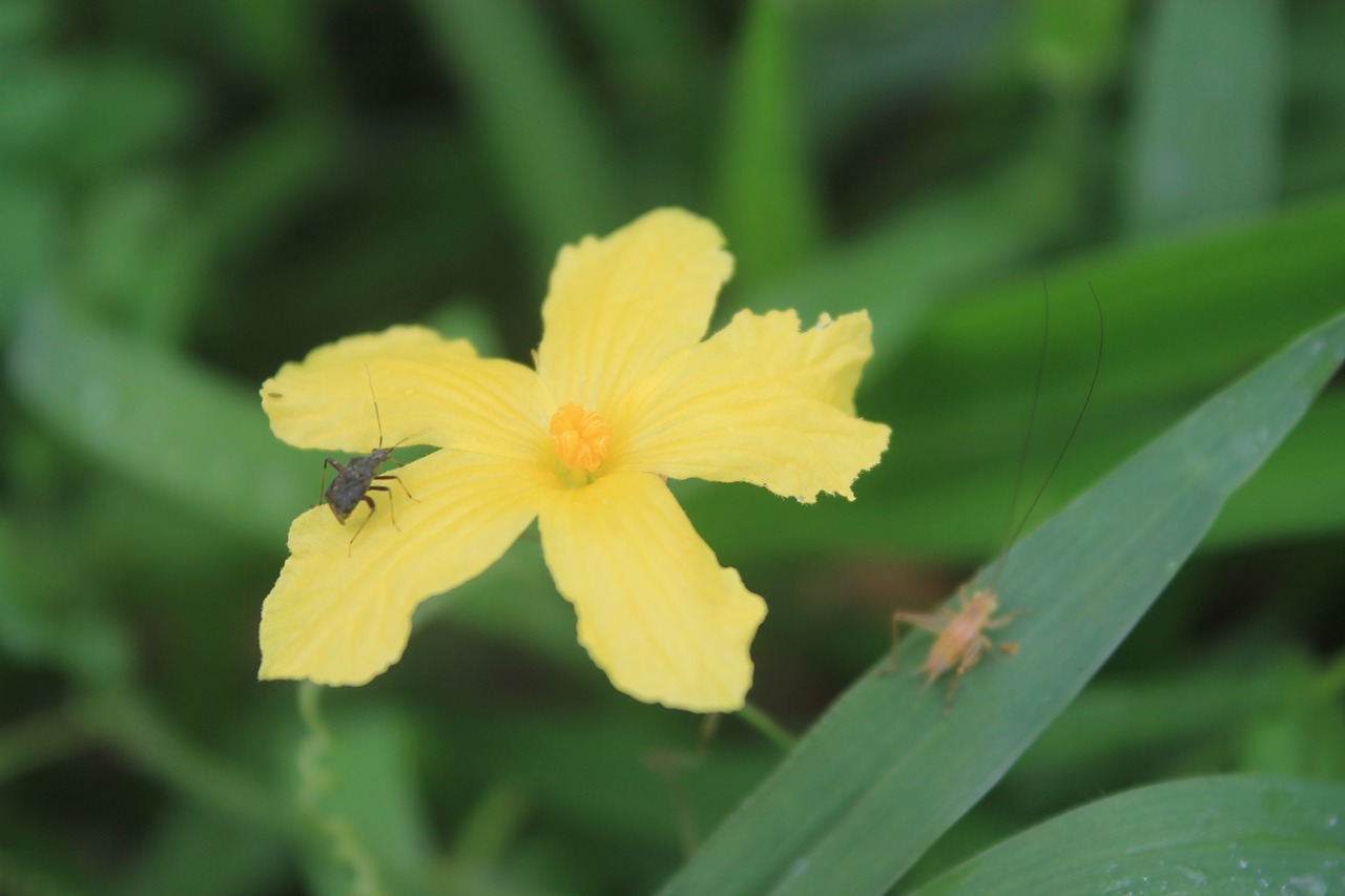 flowers  nature  insects free photo