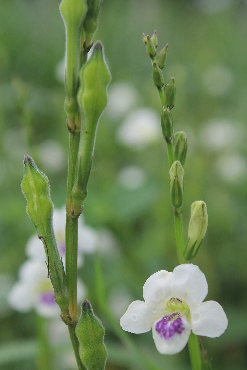 flowers  nature  blossom free photo