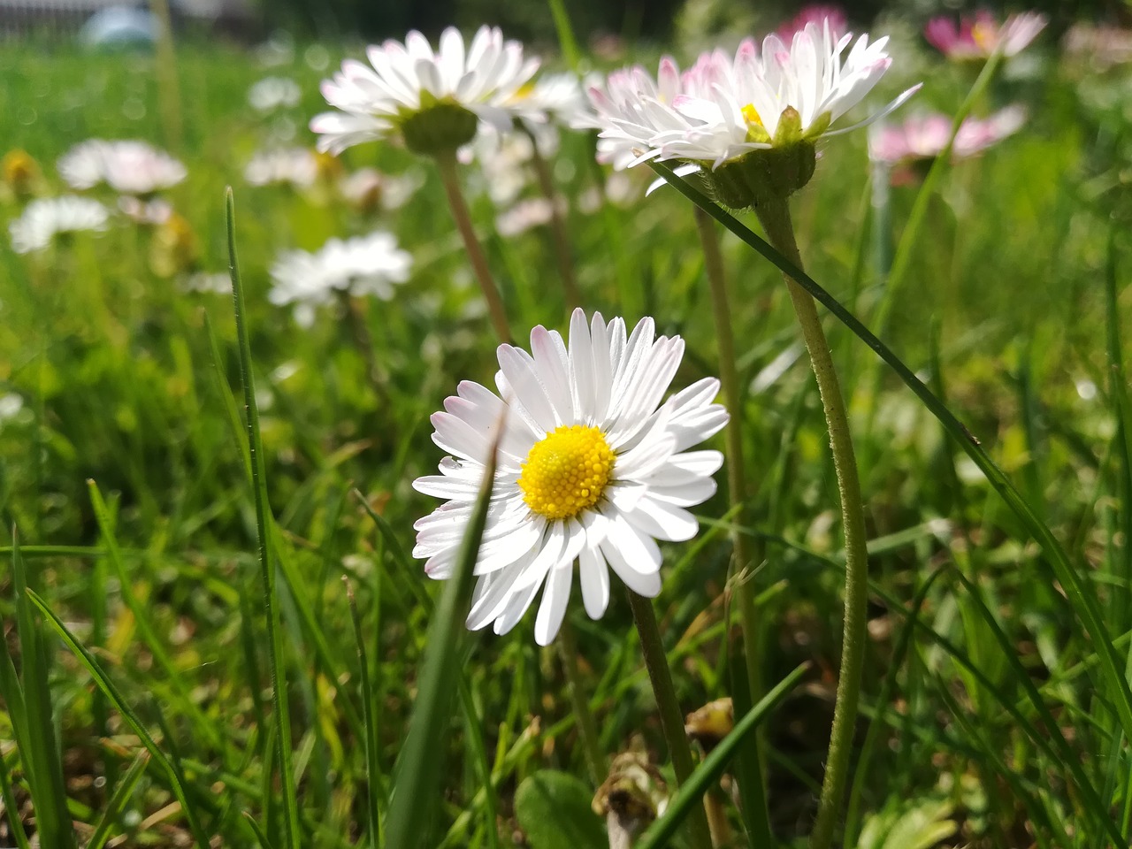 flowers  daisy  nature free photo