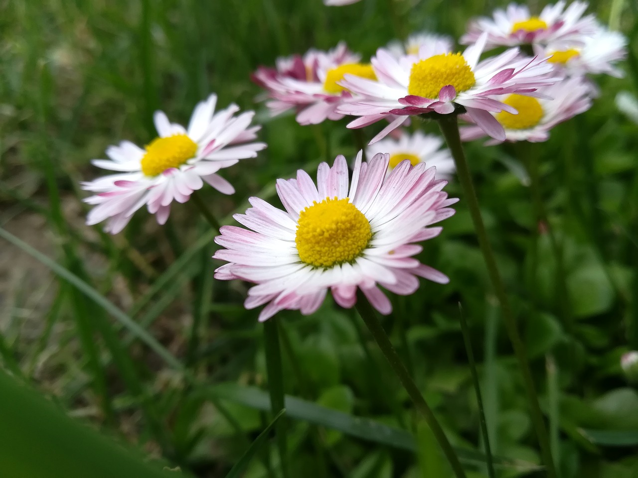 flowers  daisy  nature free photo