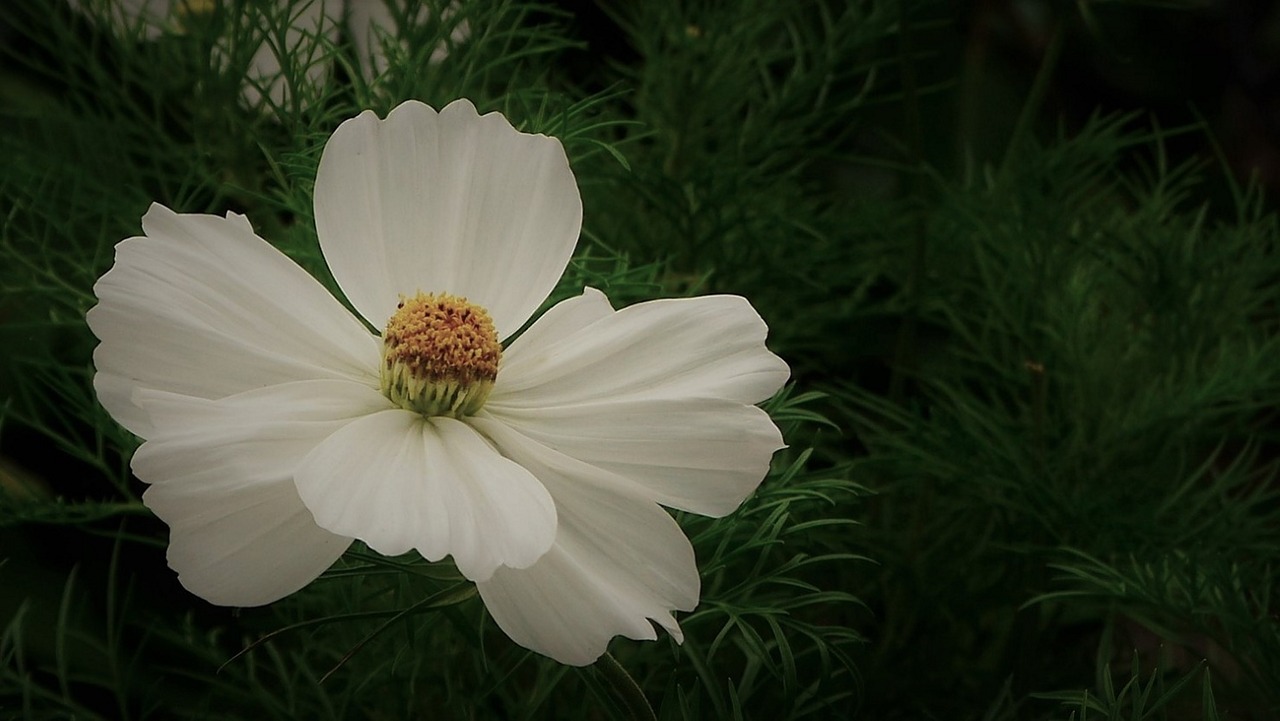 flowers  cosmea  nature free photo