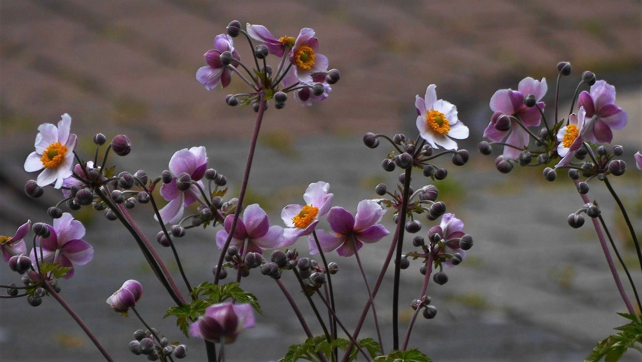 flowers  autumn anemones  blossom free photo