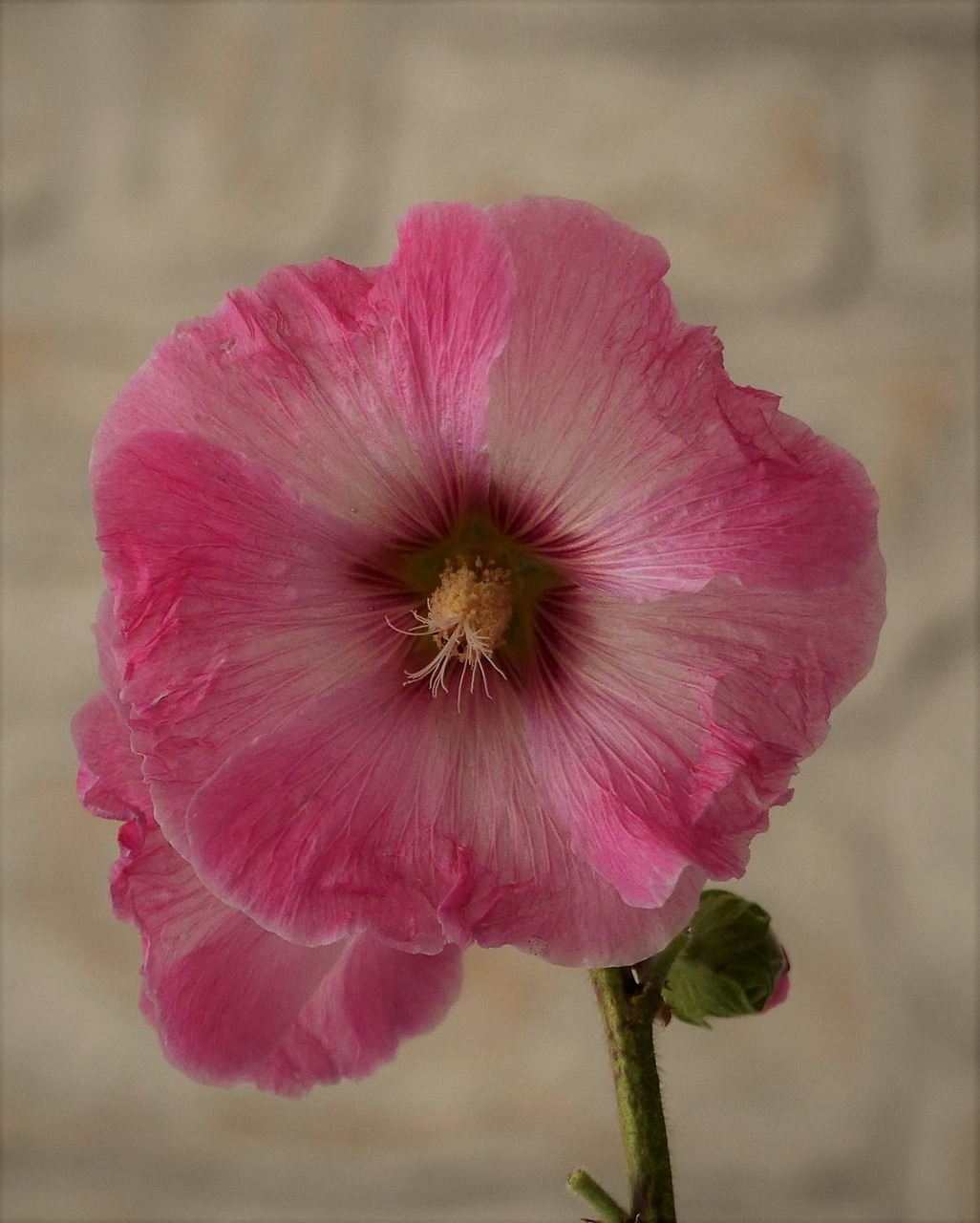 flowers  mallow  stock rose free photo