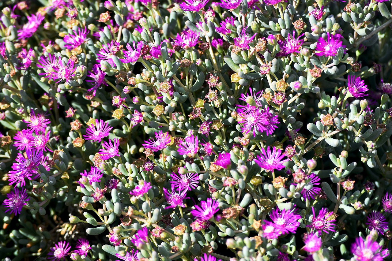 flowers  botany  succulent free photo