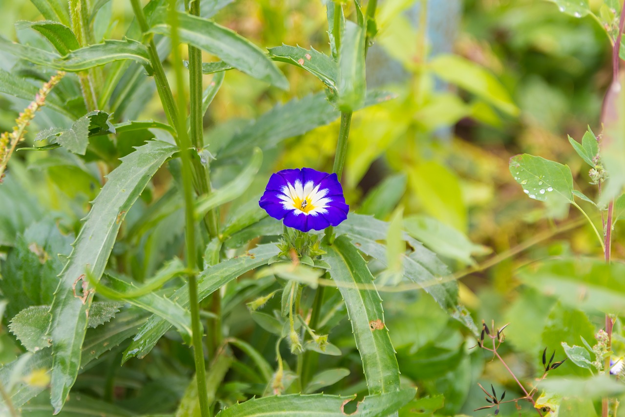 flowers  summer  nature free photo