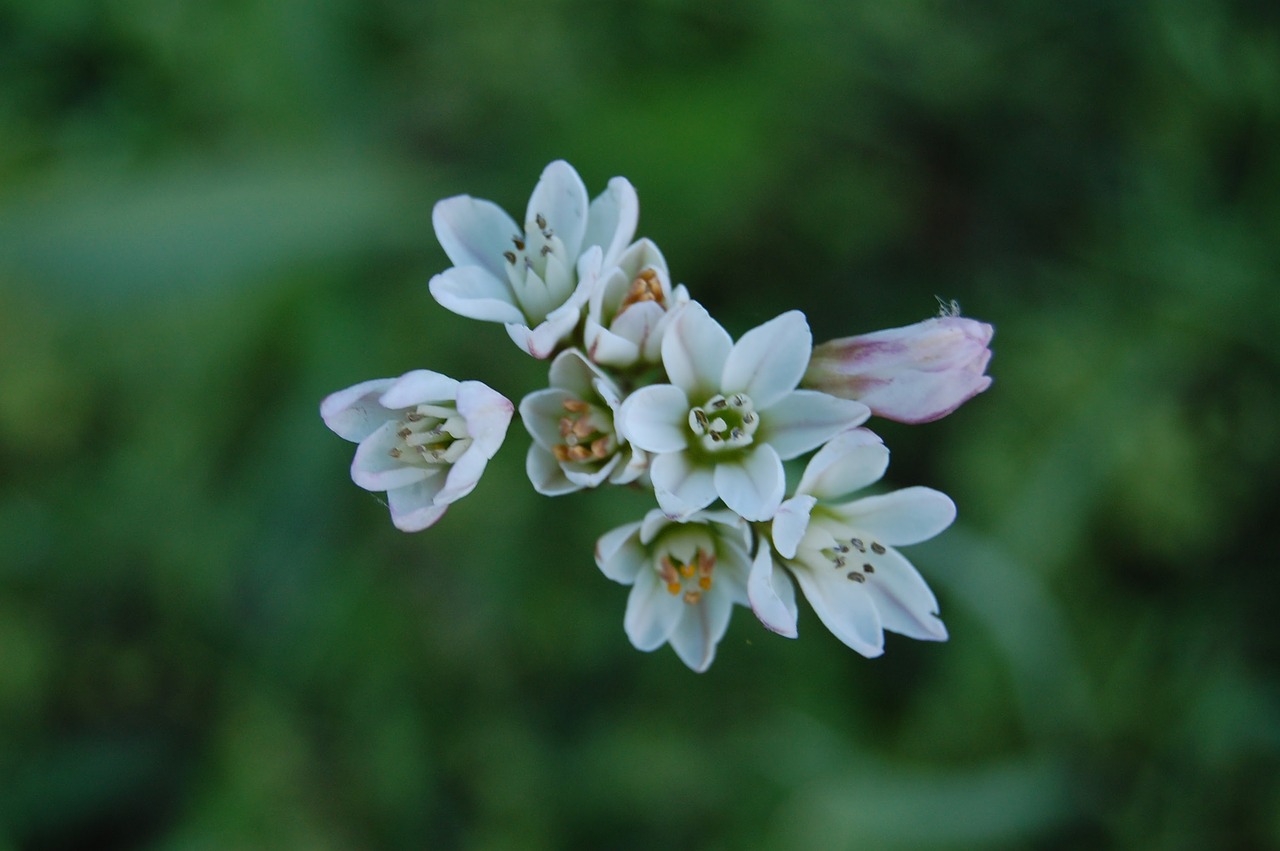 flowers  nature  flower free photo