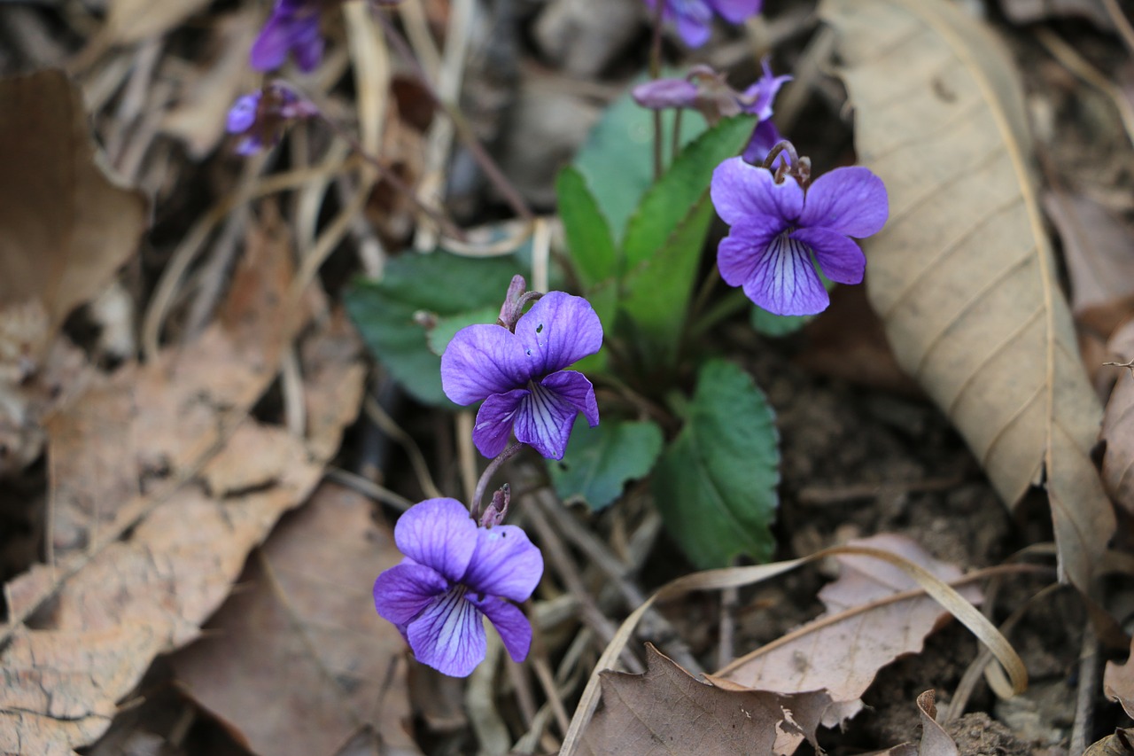 flowers violet spring free photo