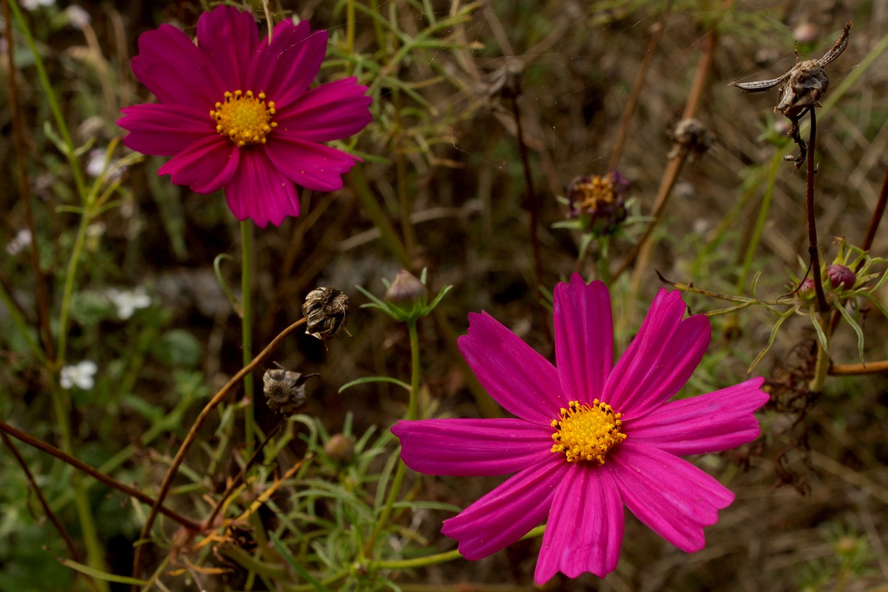 flowers  pink  flower free photo