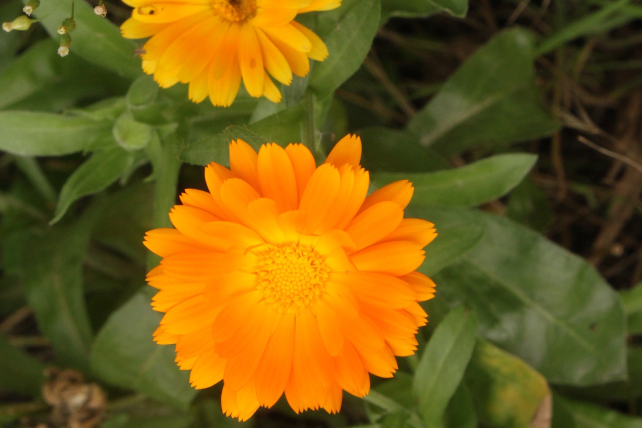 flowers  orange  summer free photo