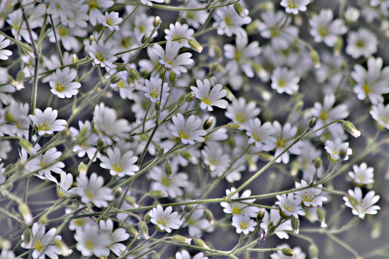 flowers  background  desktop free photo