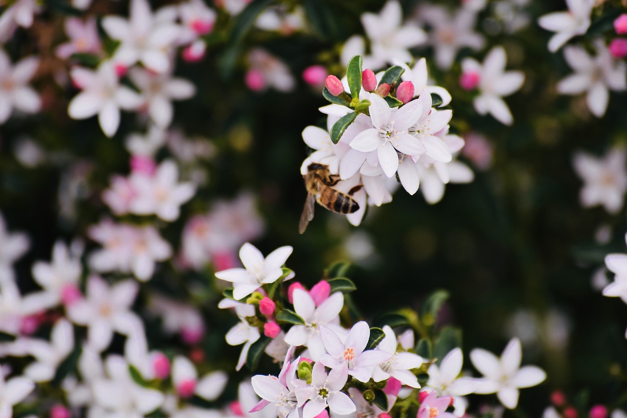 flowers  bee  spring free photo