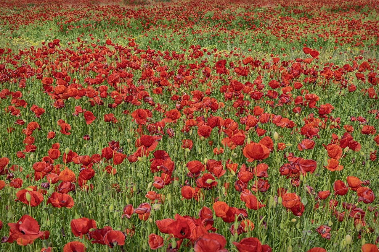 flowers  poppies  red free photo