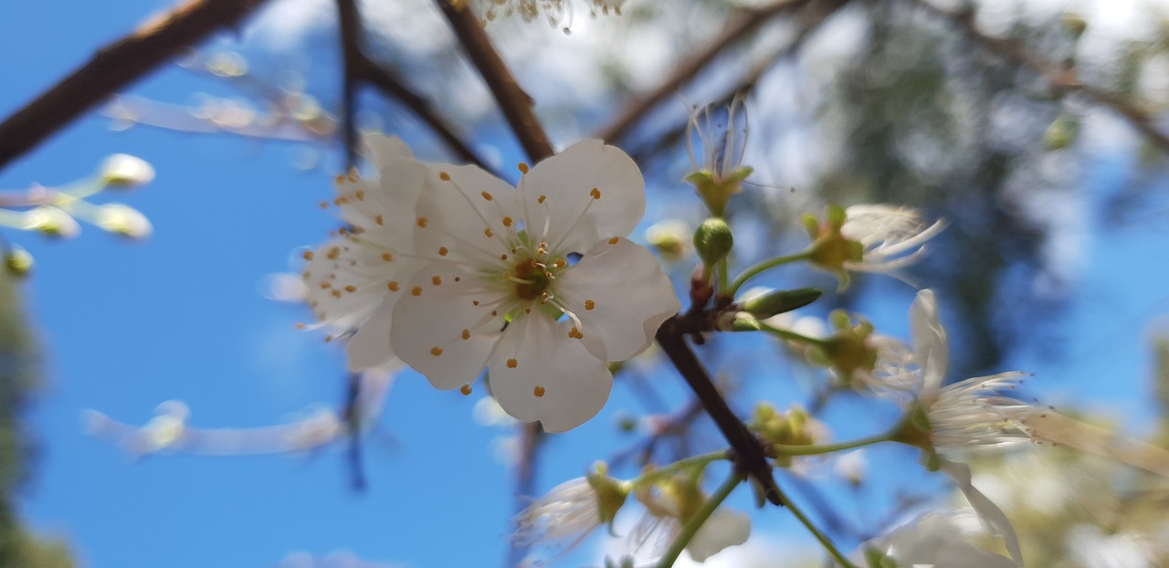 flowers  summer  spring free photo