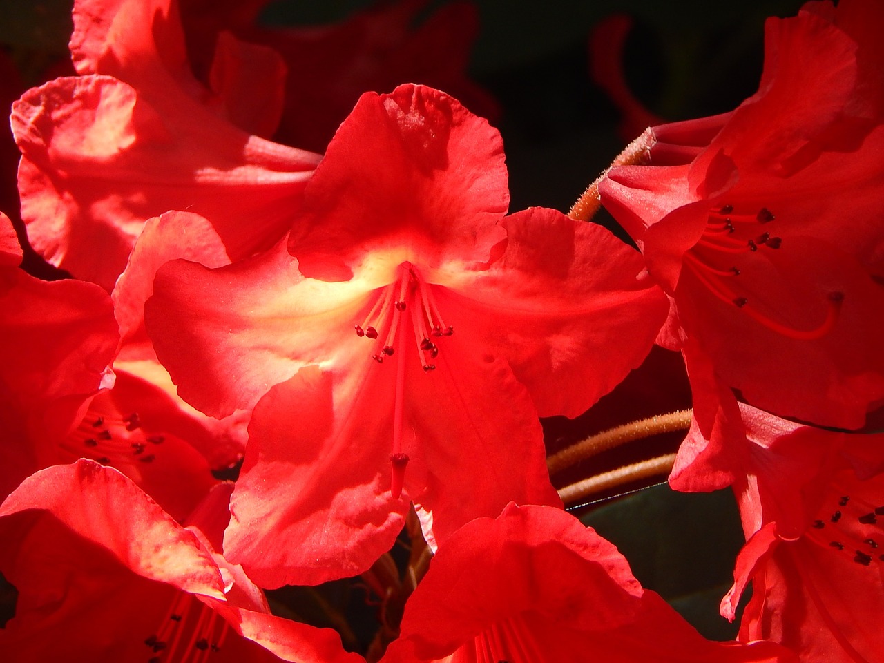 flowers garden rhodies free photo